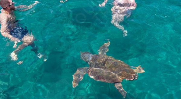 Deniz Kaplumbağasıyla Şnorkelli Tur