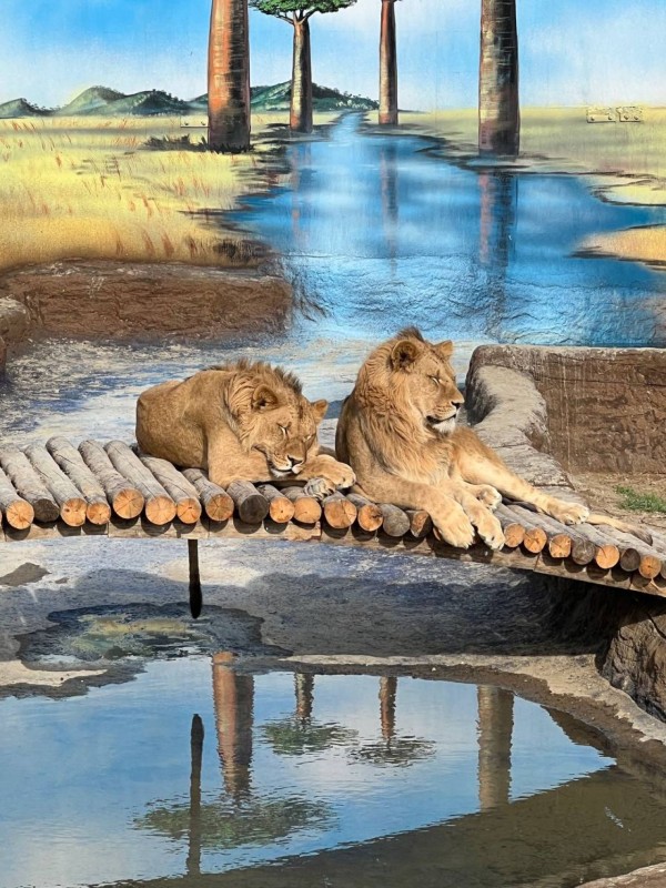 Aslanlar Diyarı - Animal Planet